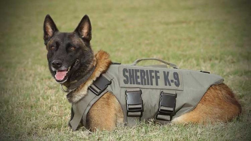 "K9 Chucky" Workout, Memorial WOD | WODwell